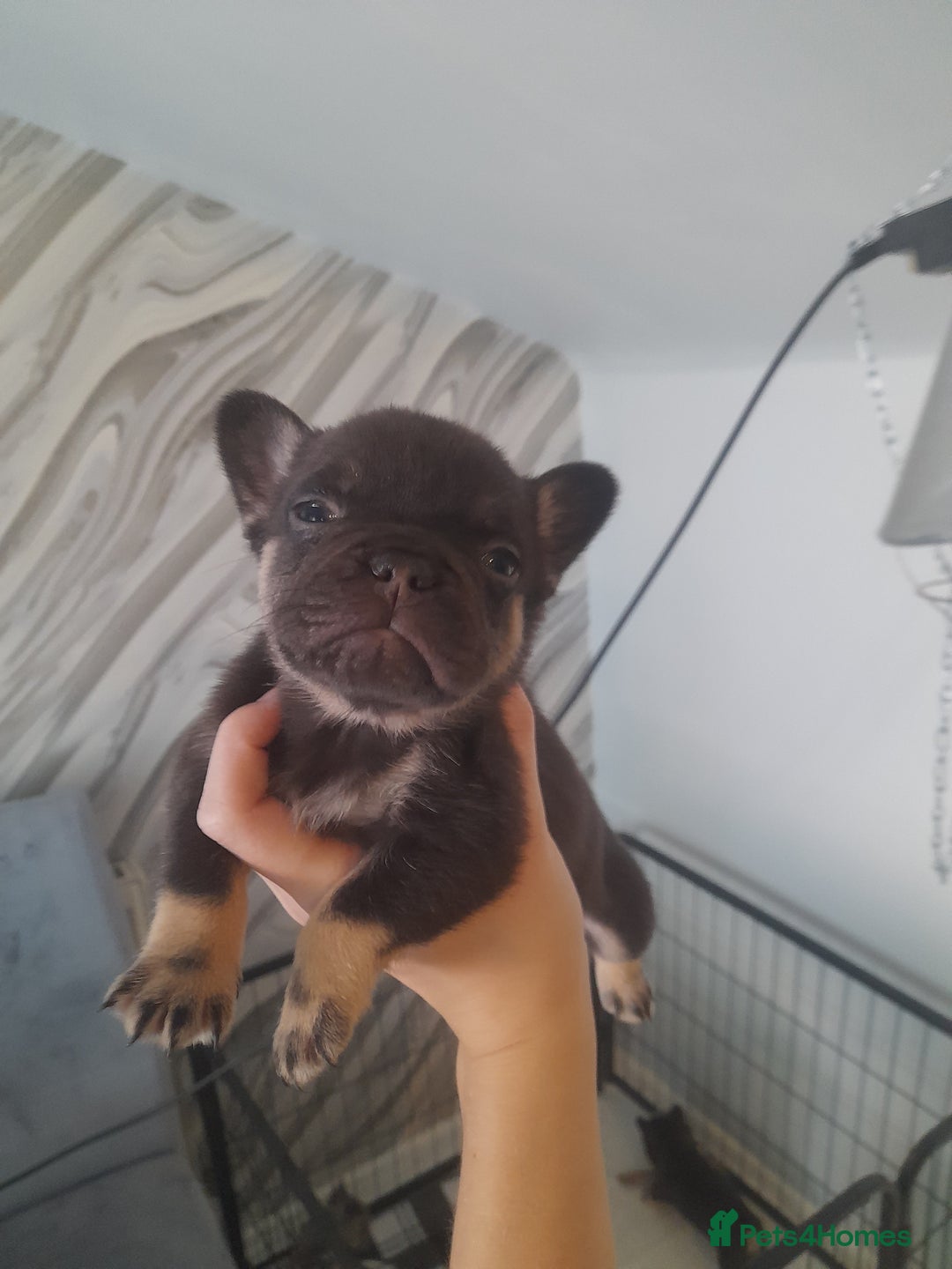 French Bulldog dogs for sale: Pedagree & KC registered French bulldog - Image 21