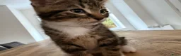 Mixed Breed cats for sale: 3 lovely kittens litter trained and on dry food - Advert 2