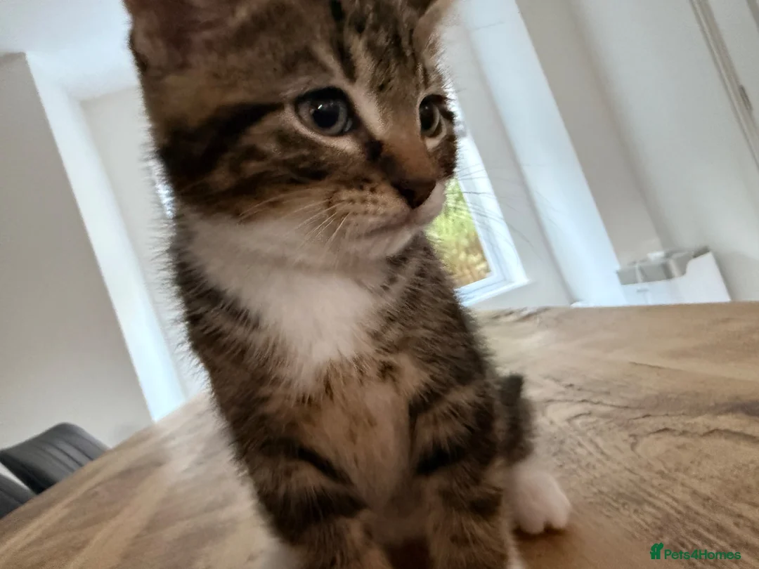 Mixed Breed cats for sale: 3 lovely kittens litter trained and on dry food - Advert 2