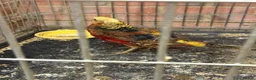 Pheasants poultry for sale: Golden pheasant  - Advert 2