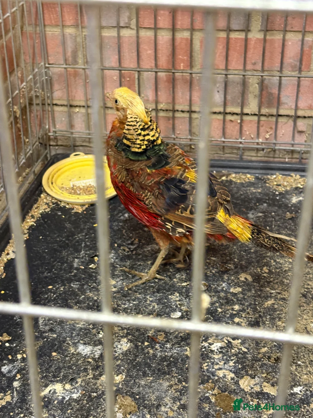 Pheasants poultry for sale: Golden pheasant  - Advert 2