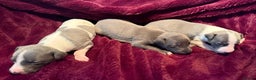 Whippet dogs for sale: 3 Stunning Whippet Boy's available  - Advert 4