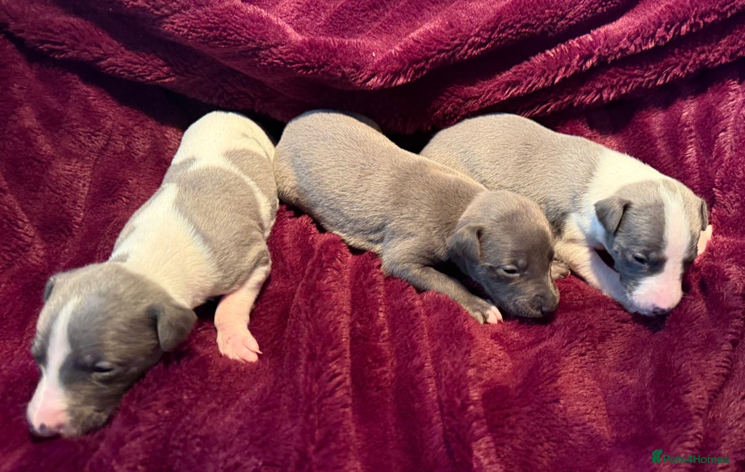 Whippet dogs for sale: 3 Stunning Whippet Boy's available  - Advert 4