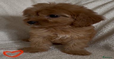 Cavapoo dogs - Advert 3