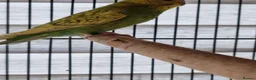 Budgerigars birds for sale: Baby budgies.  - Advert 9