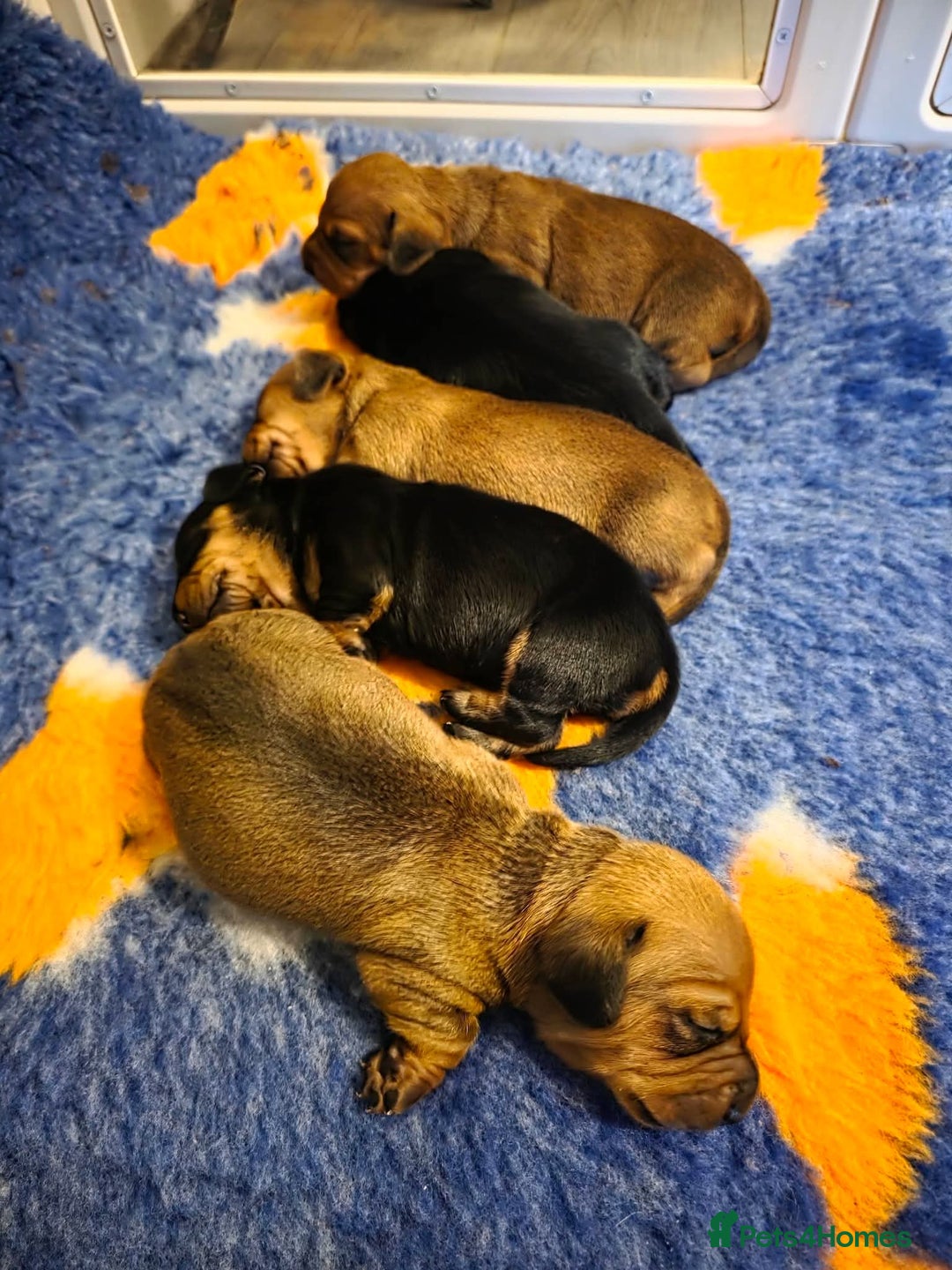 Miniature Dachshund dogs for sale: Kc registered minature Dachshunds - Advert 12