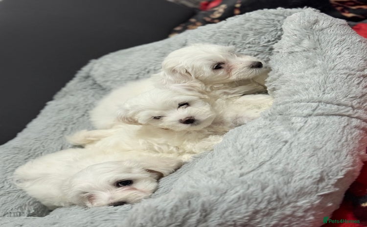 Maltese dogs - Advert 1