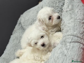 Maltese dogs - Advert 7