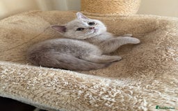 British Shorthair cats for sale: Stunning litter of kittens  - Advert 12