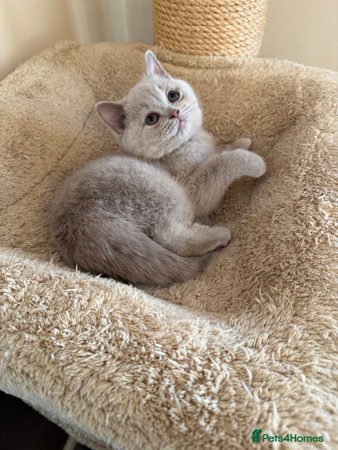 British Shorthair cats for sale: Stunning litter of kittens  - Advert 12