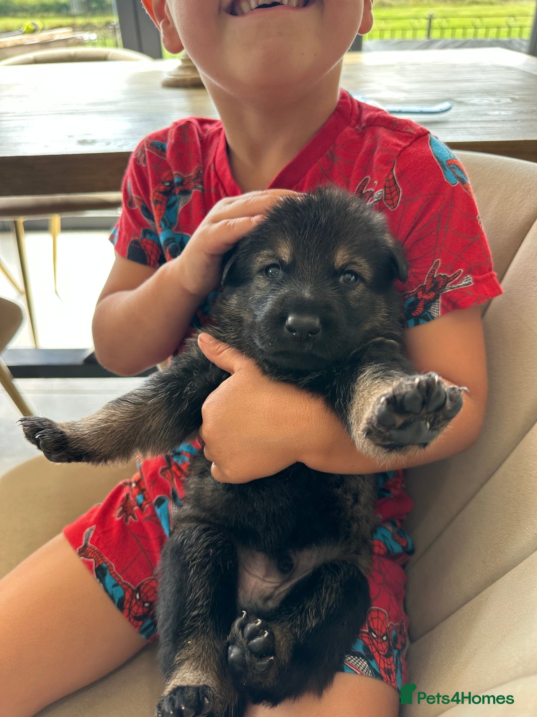 German Shepherd dogs for sale: Outstanding KC Working Line German Shepherd Pups - Image 5