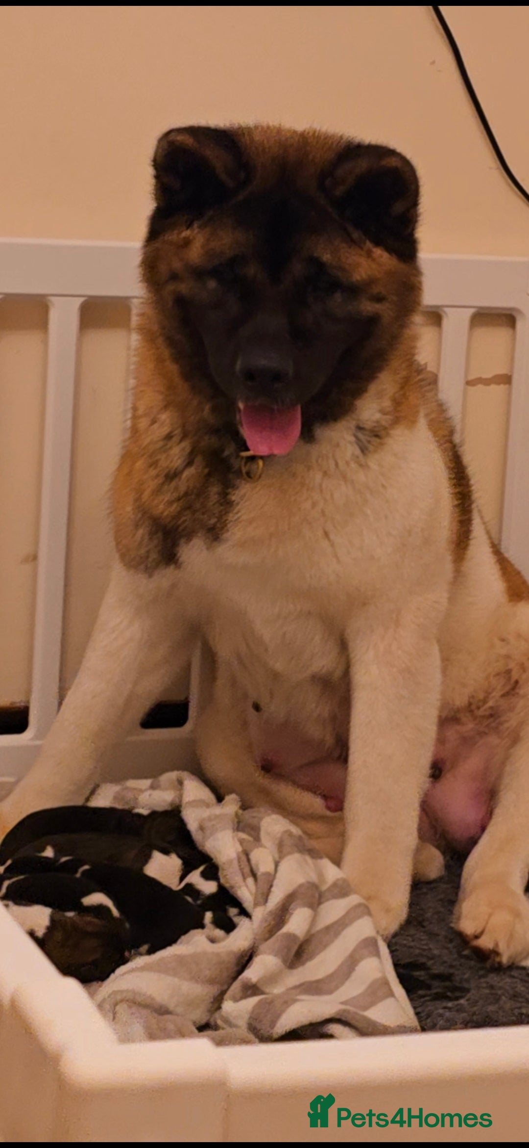 Akita dogs for sale: Beautiful long coat akita puppy  - Advert 5