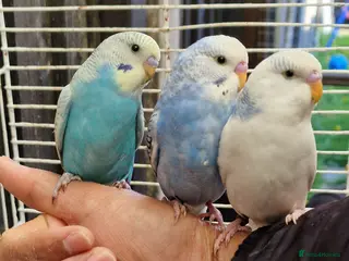 Budgerigars birds Super silly hand tamed budgies for sale - Advert 7