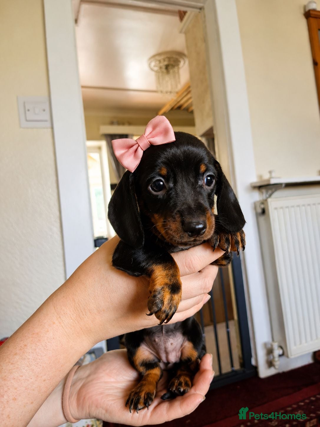 Dachshund dogs Dacshund  - Advert 1
