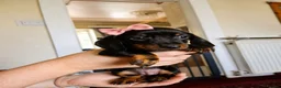 Dachshund dogs for sale: Dacshund  - Advert 2