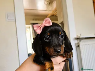 Dachshund dogs Dacshund - Advert 1