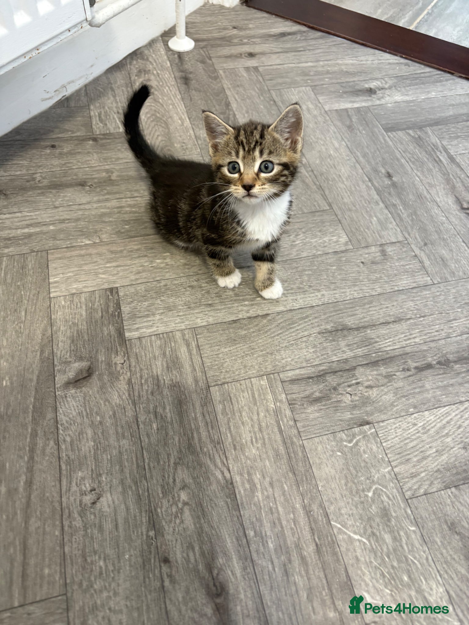 Mixed Breed cats Beautiful kittens - Advert 1