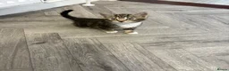Mixed Breed cats for sale: Beautiful kittens - Advert 1