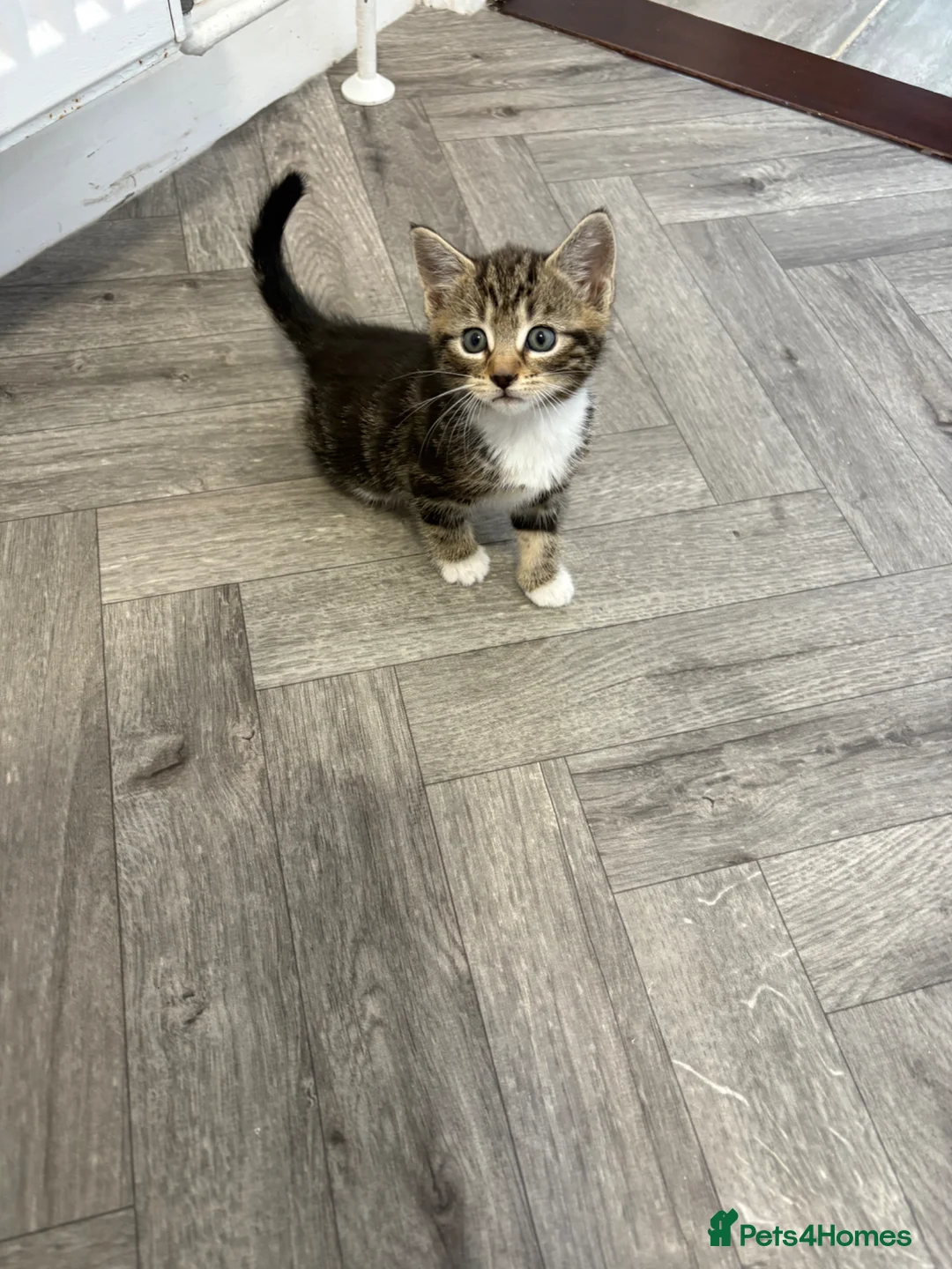 Mixed Breed cats for sale: Beautiful kittens - Advert 1