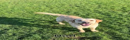 Labrador Retriever dogs for sale: Golden Labrador Puppies - Advert 6