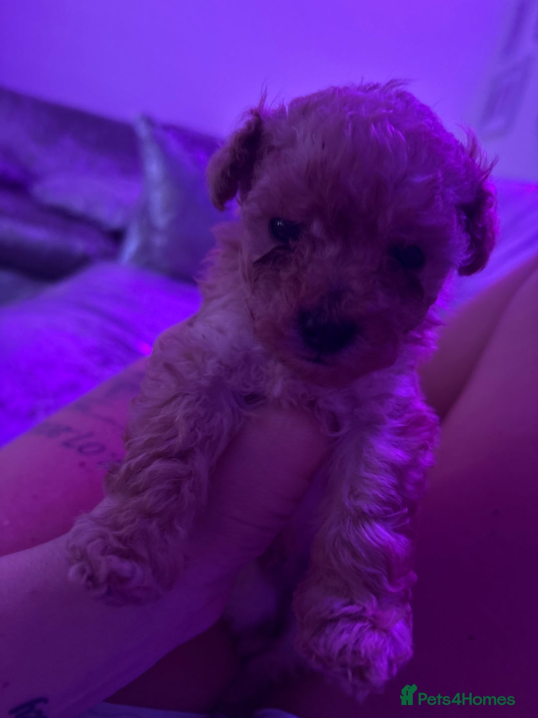 Toy Poodle dogs for sale: Super tiny toy poodle  - Advert 3