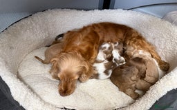 Cocker Spaniel dogs for sale: KC HEALTH TESTED SHOW COCKER SPANIELS - Image 9