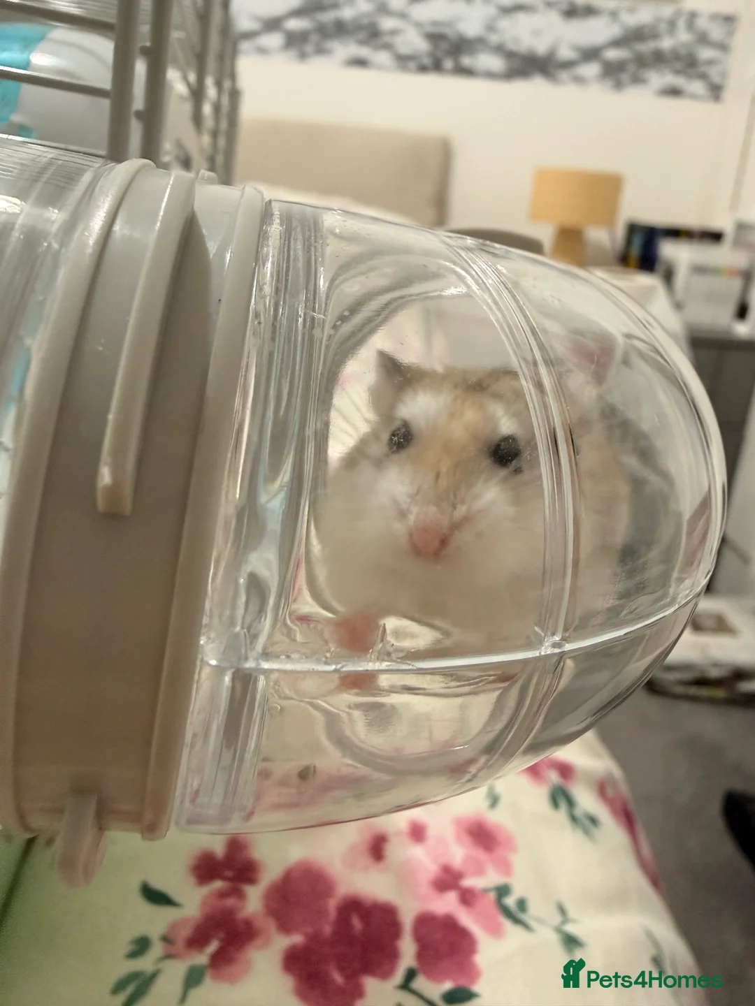 Hamster rodents for sale: Roborovski hamster  - Advert 5