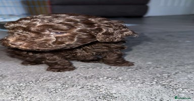 Maltipoo dogs - Advert 4