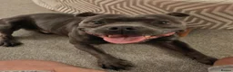 Staffordshire Bull Terrier dogs for stud: Blue Staffordshire bull terrier. Unproven in Skelmersdale - Advert 8