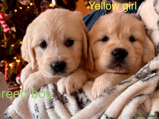 Golden Retriever dogs ** 1 girl & 1 boy remaining Retriever puppies - Advert 13
