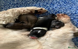 Shih Tzu dogs for sale: Beautiful pure Shih Tzu puppies 3 girls 3 boys  - Image 2