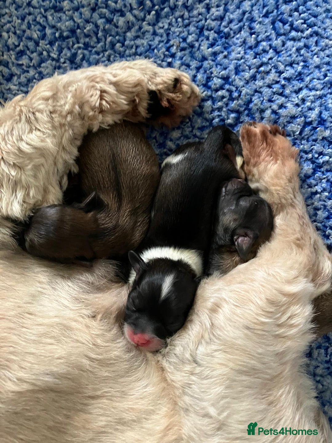Shih Tzu dogs for sale: Beautiful pure Shih Tzu puppies 3 girls 3 boys  - Image 2
