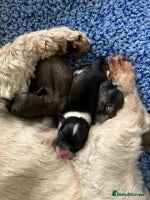 Shih Tzu dogs - Advert 4