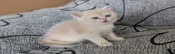 British Shorthair cats for sale: Fantastic boy and very nice girl  - Advert 3