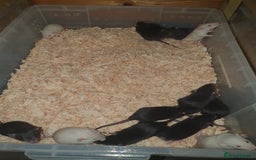 Rat rodents for sale: Fancy Rats  - Image 4