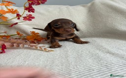 Miniature Dachshund dogs for sale: Beautiful chocolate and tan miniature dachshund  - Image 13