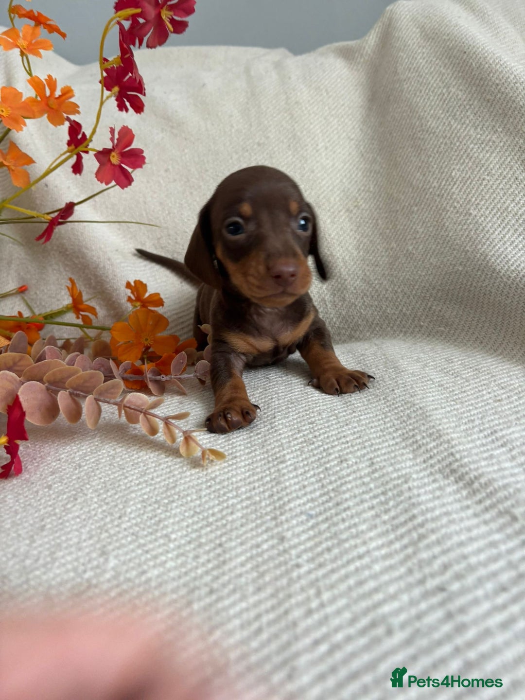 Miniature Dachshund dogs for sale: Beautiful chocolate and tan miniature dachshund  - Image 13