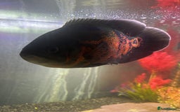 Cichlids fish for sale: Red Tiger Oscar - Advert 2
