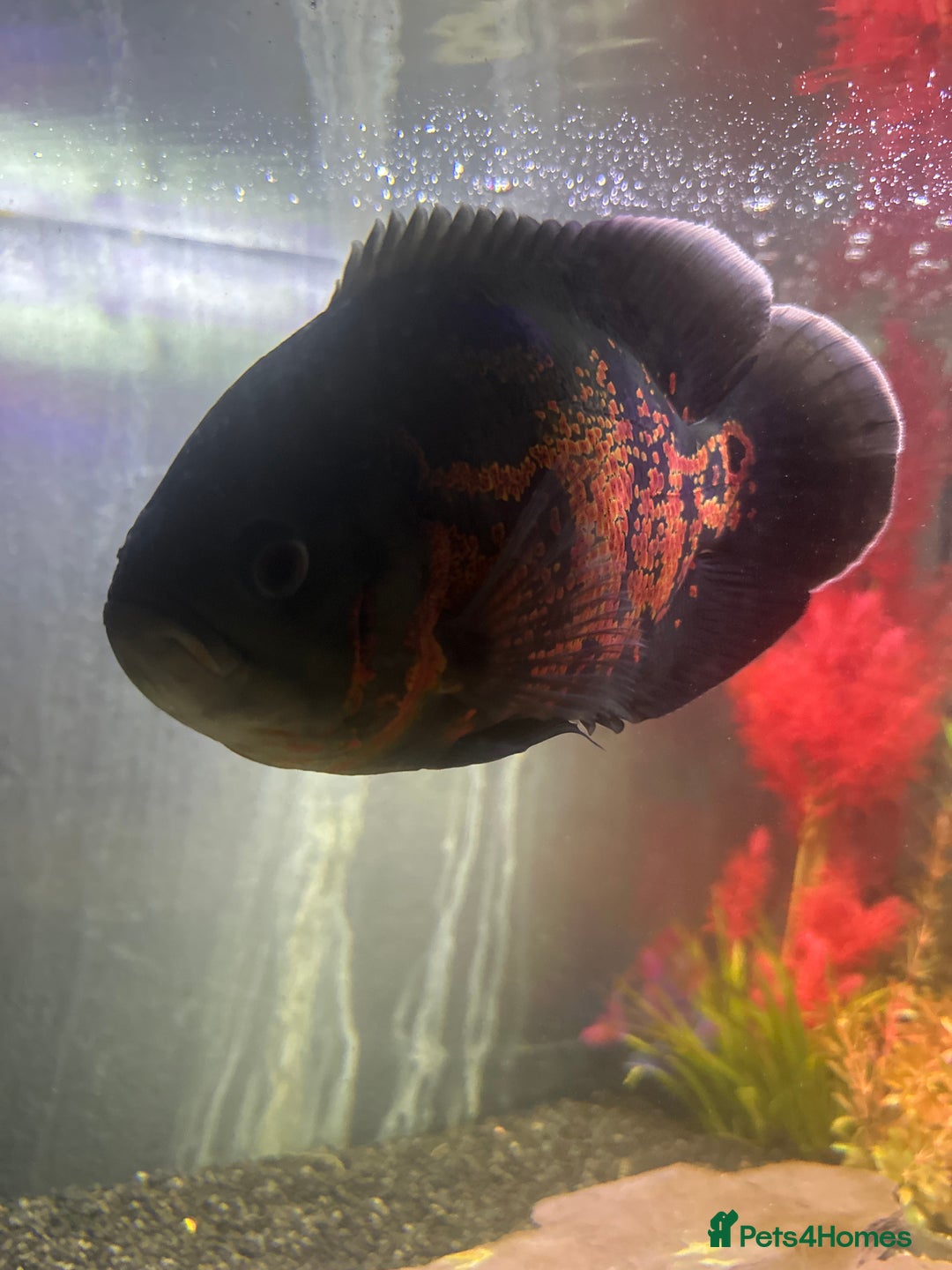 Cichlids fish for sale: Red Tiger Oscar - Advert 2