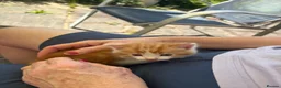 Mixed Breed cats for sale: Three beautiful mixed breed kittens. - Advert 7