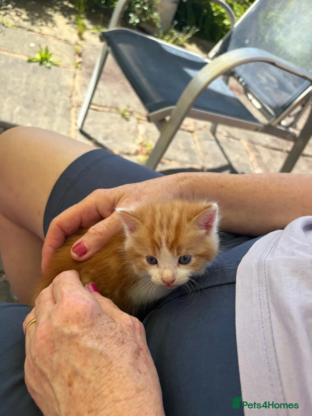 Mixed Breed cats for sale: Three beautiful mixed breed kittens. - Advert 7