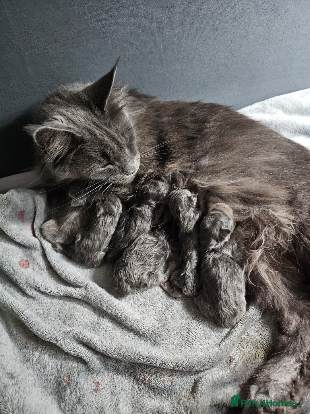 Maine Coon cats for sale: Blue Maine Coon kittens  - Advert 3