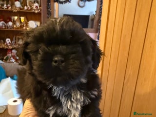 Shih Tzu dogs One boy Shih-Tzu looking for his forever family - Advert 2