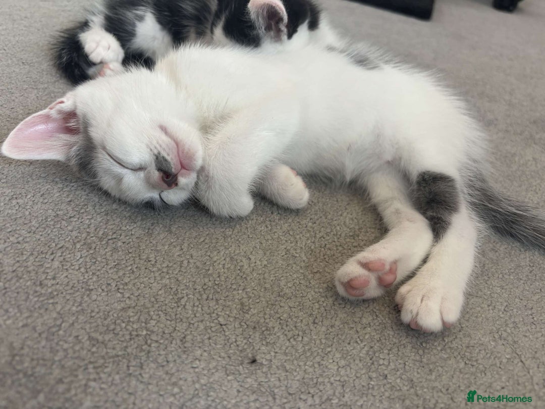 British Shorthair cats for sale: British short hair kittens for sale  - Image 2