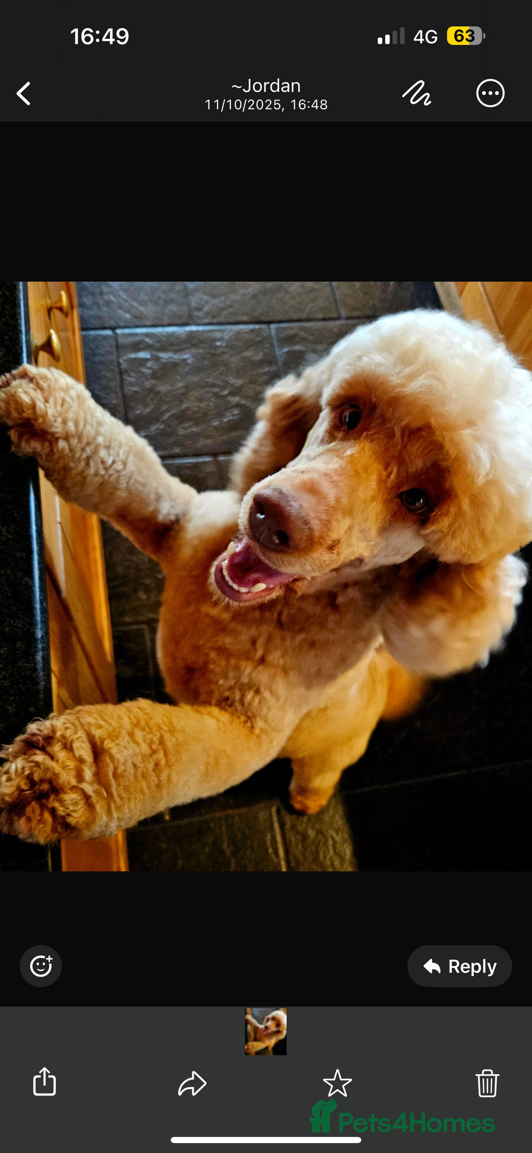 Cockapoo dogs for sale: Cockapoos - Advert 15