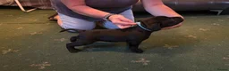 Staffordshire Bull Terrier dogs for sale: Stunning Staffordshire bull terrier pups in New Tredegar - Advert 3