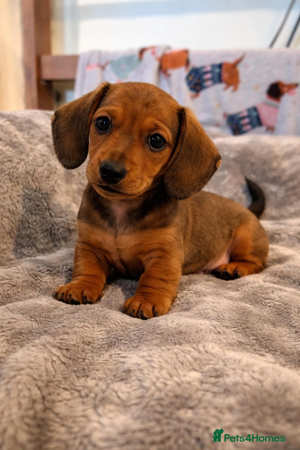Miniature Dachshund dogs Miniature smooth hair shaded red boy puppy  - Advert 1