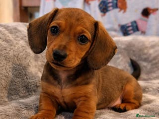 Miniature Dachshund dogs Miniature smooth hair shaded red boy puppy - Advert 1