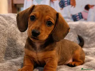 Miniature Dachshund dogs Miniature smooth hair shaded red boy puppy - Advert 3