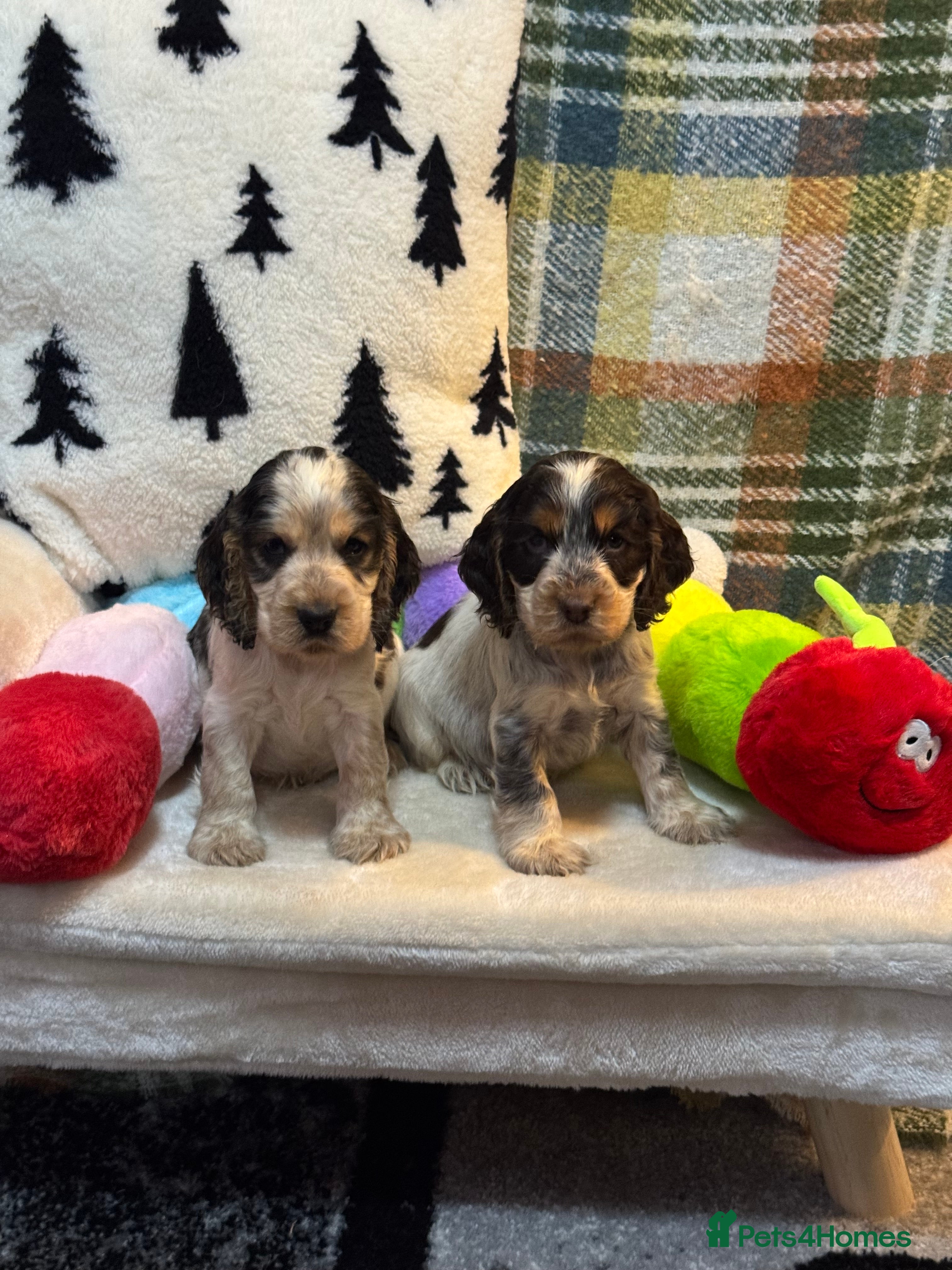 Cocker Spaniel dogs 4 gorgeous show type cocker spaniel dna clear  - Advert 2